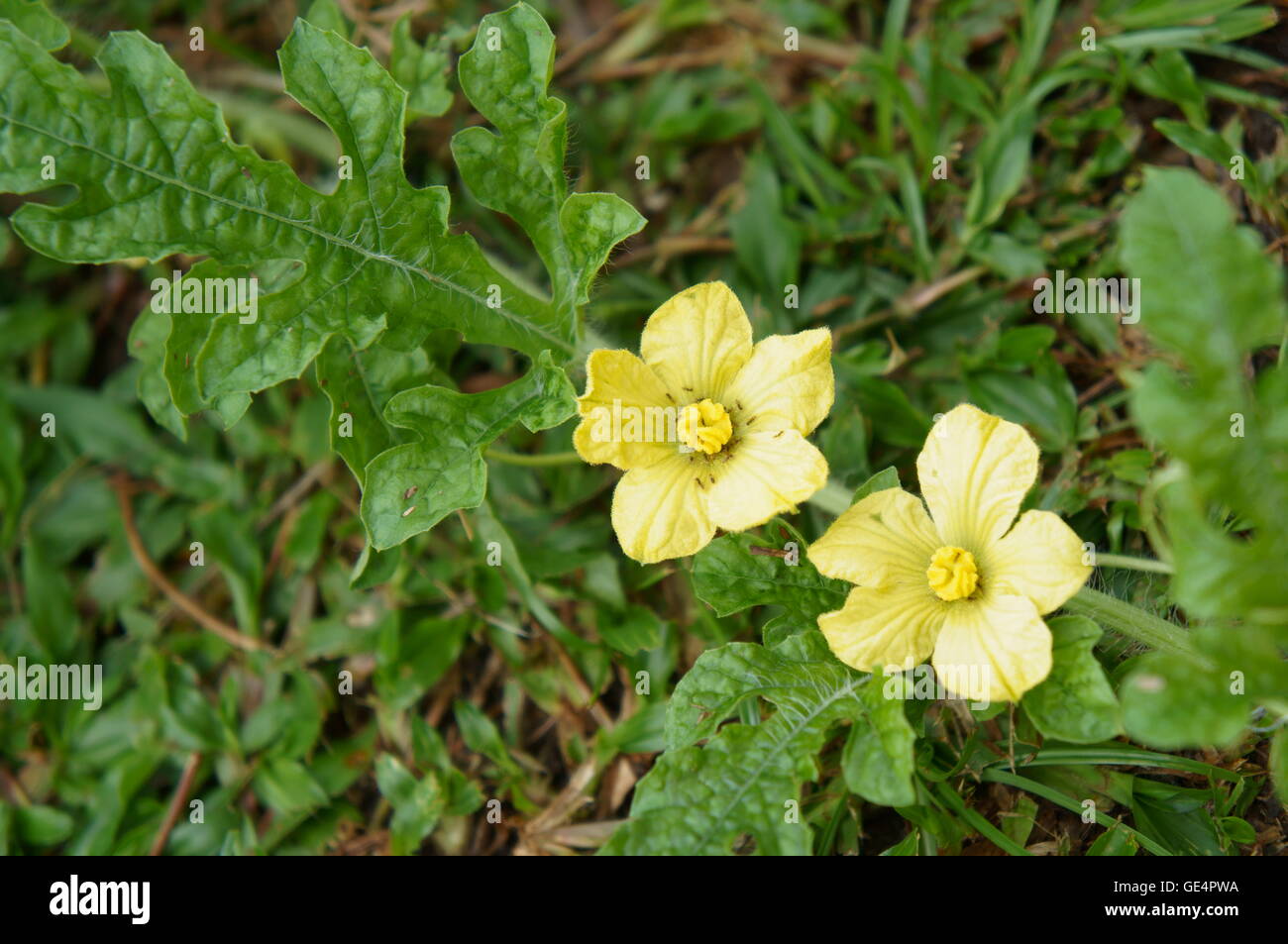 Anguria fiore con formiche Foto Stock