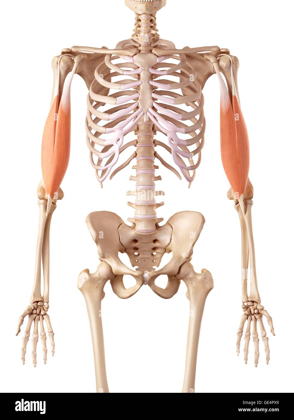 I muscoli delle braccia umane, illustrazione. Foto Stock