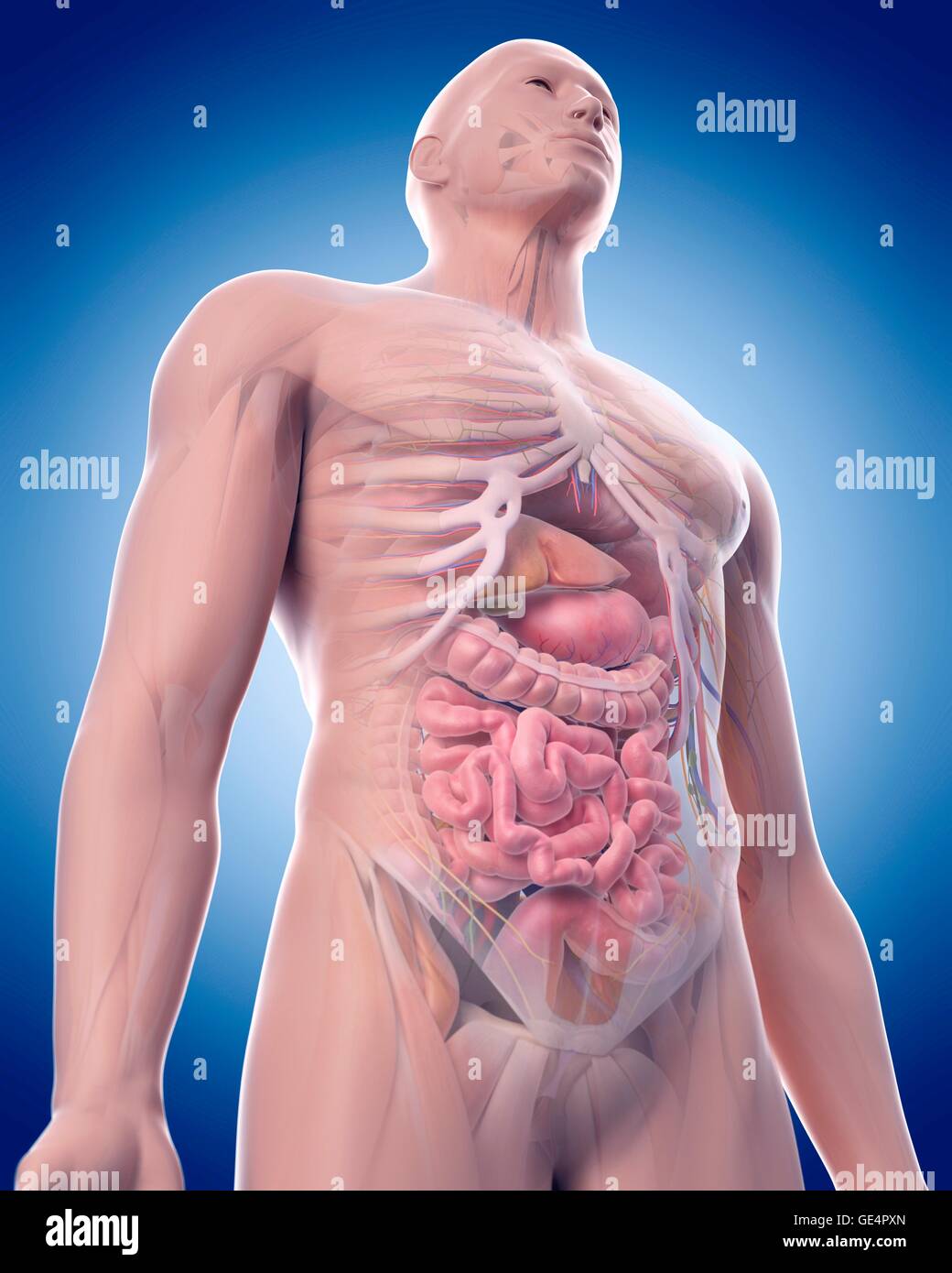 Torace umano anatomia, illustrazione. Foto Stock