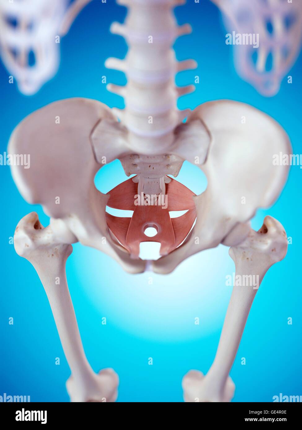 Pavimento pelvico muscoli, illustrazione. Foto Stock