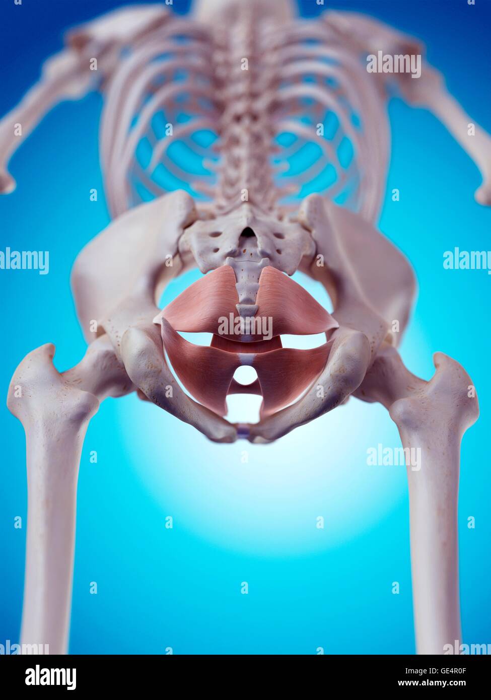 Pavimento pelvico muscoli, illustrazione. Foto Stock