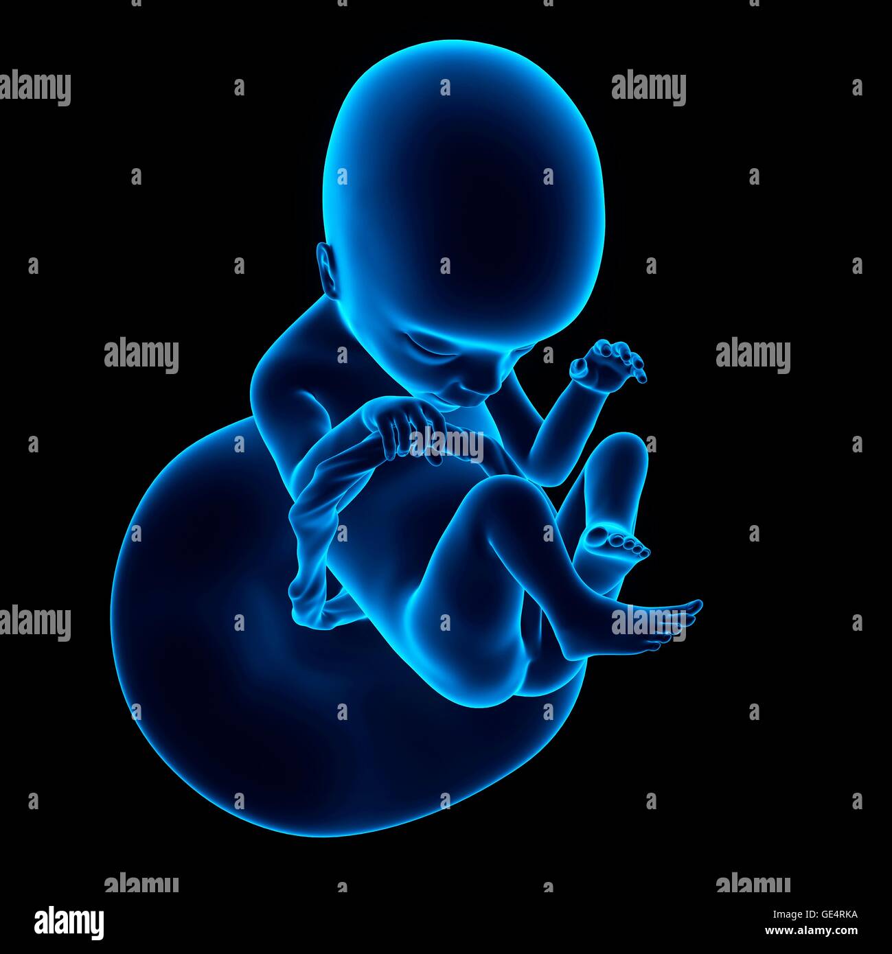 Feto umano età 18 settimane, illustrazione. Foto Stock