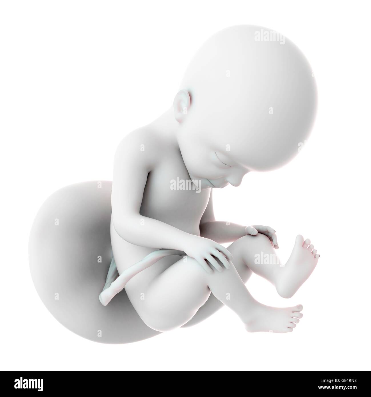 Feto umano età 27 settimane, illustrazione. Foto Stock