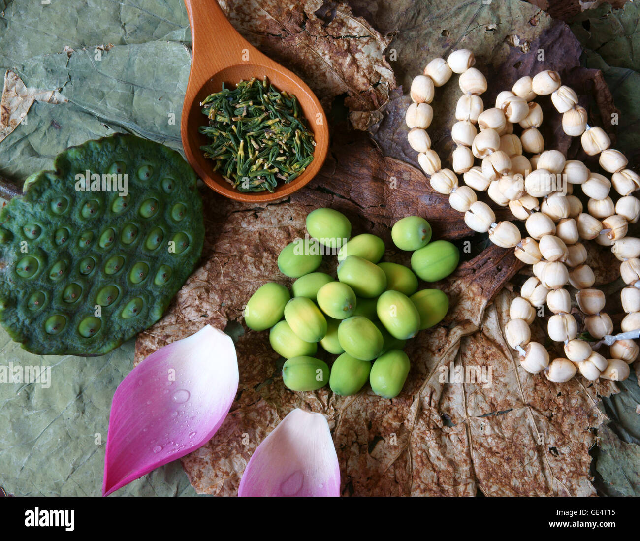 Raccolta di lotus, rosa fiore di loto, seme verde, bianco semi di loto in fresco e secco, tè alle erbe di questa flora Foto Stock