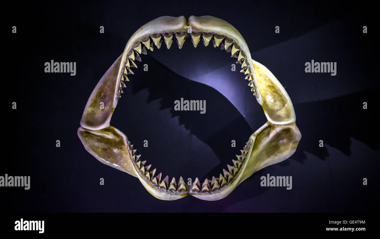 Le ossa di una ganascia di squali Foto Stock