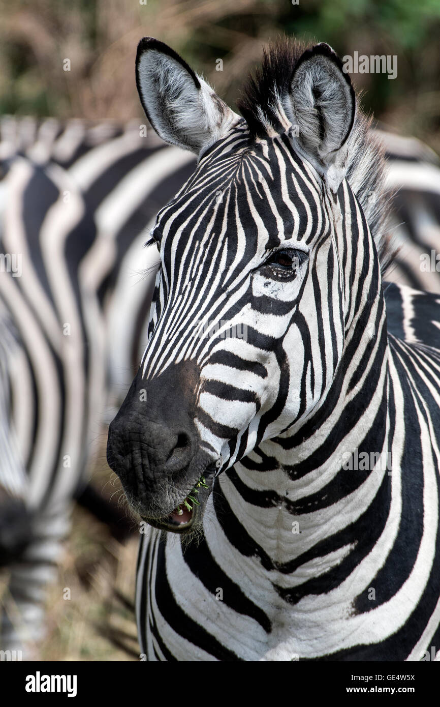 Tanzania, Tarangire NP, Grant's zebre, Equus quagga Boehmi Foto Stock