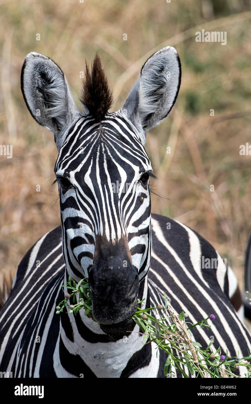 Tanzania, Tarangire NP, Grant's zebra, Equus quagga Boehmi Foto Stock