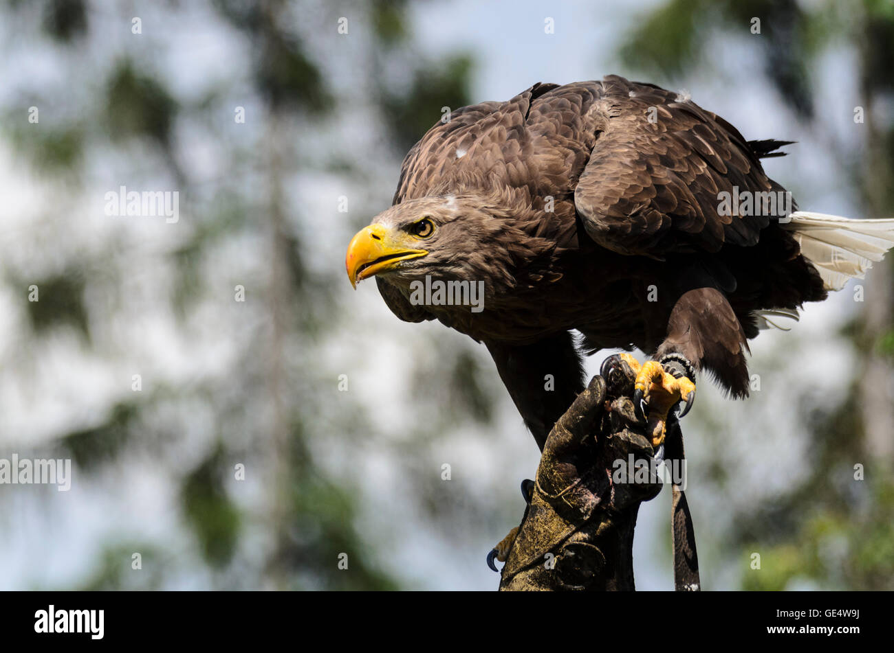 Pölla: Eagle (Haliaeetus albicilla ) sulla mano del una falconer ad un air show in falconeria e raptor centre austriache della Fede Foto Stock
