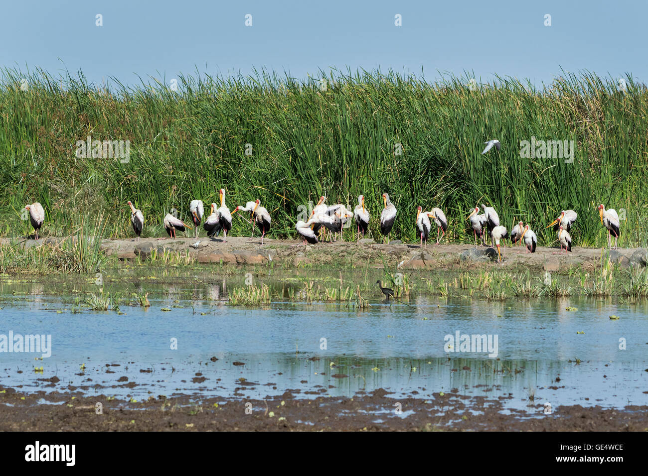 Tanzania, lago Manyara NP, giallo-fatturati cicogne, Mycteria ibis Foto Stock