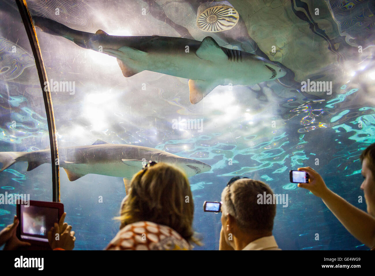 Gli squali, tunnel sottomarino in un acquario, L'Aquarium, Moll d'Espana, Barcellona, in Catalogna, Spagna Foto Stock