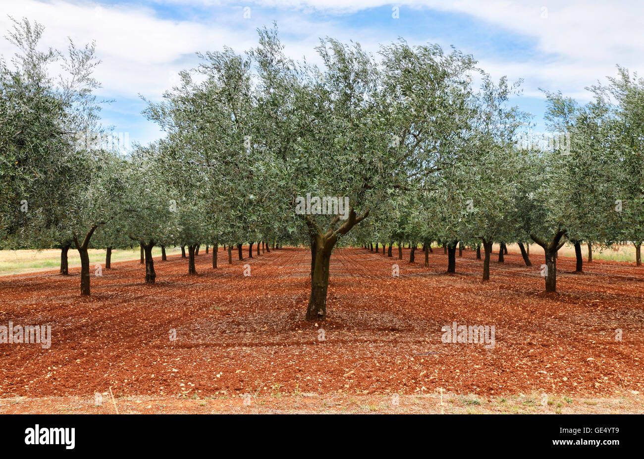 Olive tree plantation. Alberi di olivo in una fila. Foto Stock