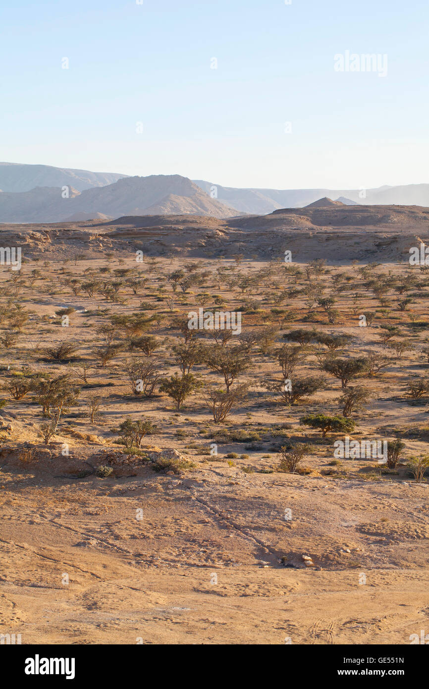 Albero di incenso a Wadi Dawkah Frankincence Nature Resort. Dhofar mountain, Oman Foto Stock