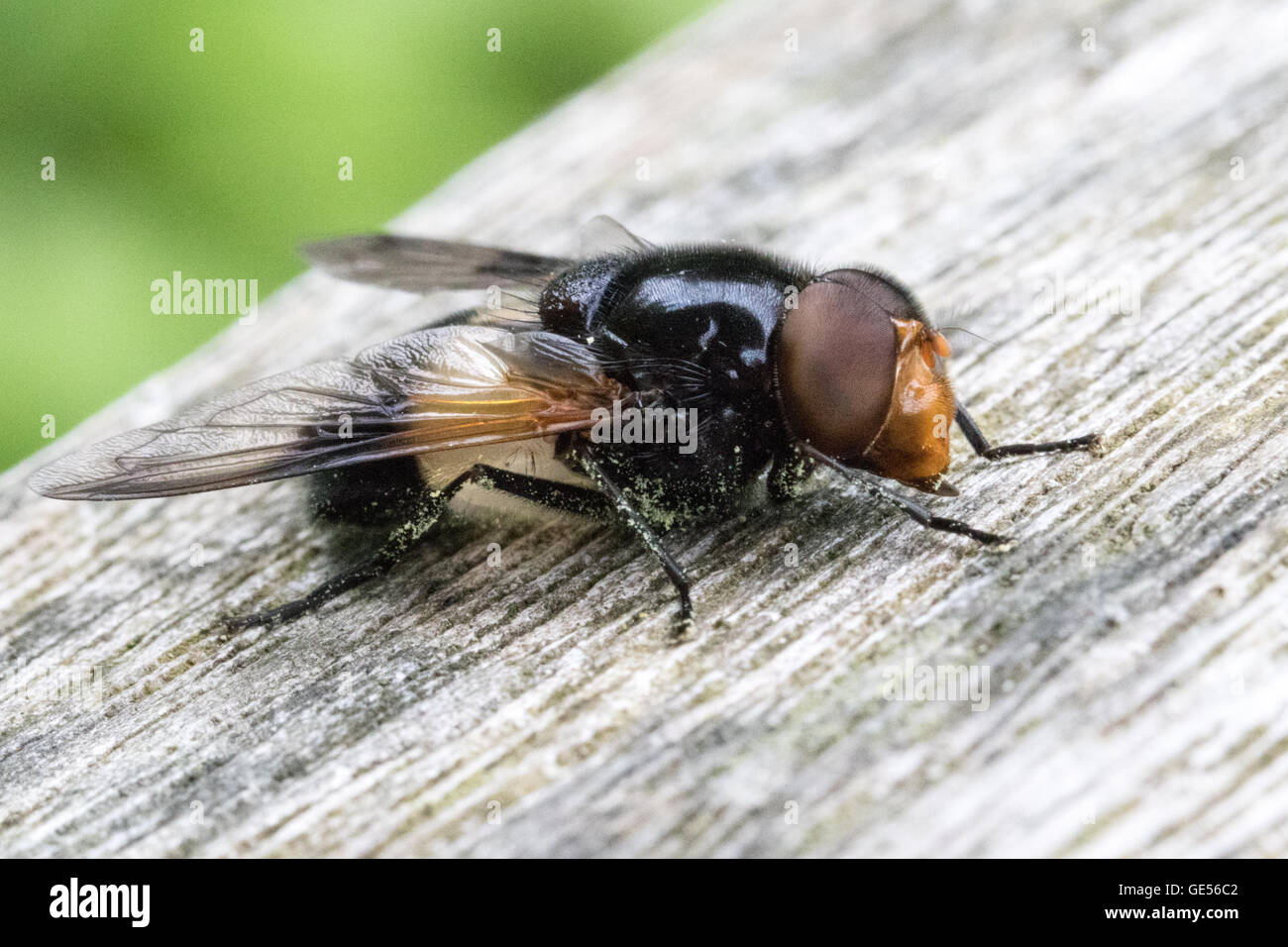 Un volucella pellucens hoverfly su una panca in legno Foto Stock