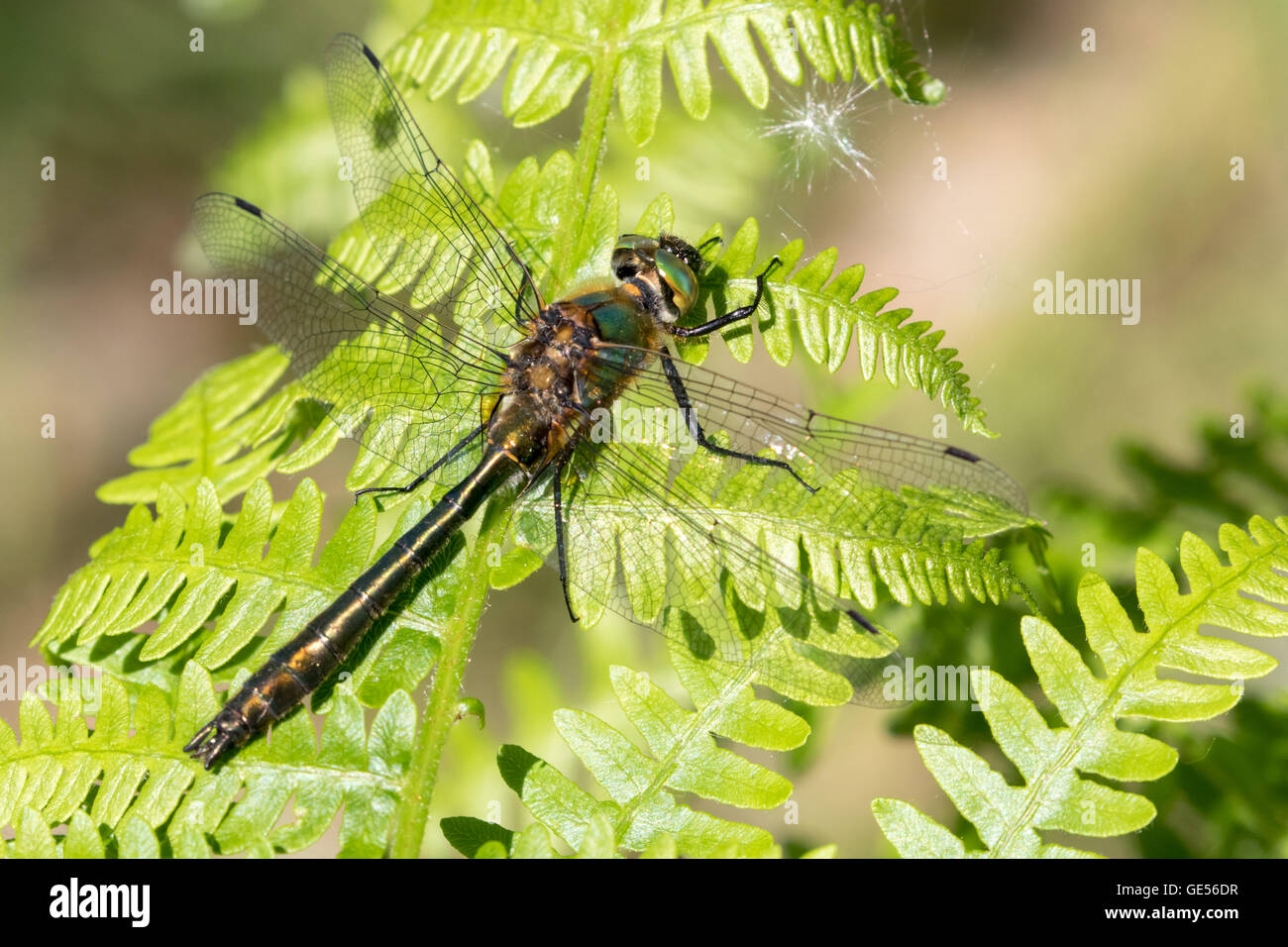 Un maschio di roverella (smeraldo cordulia aenea) dragonfly a valle di riattivazione stagno, la foresta di Epping Foto Stock