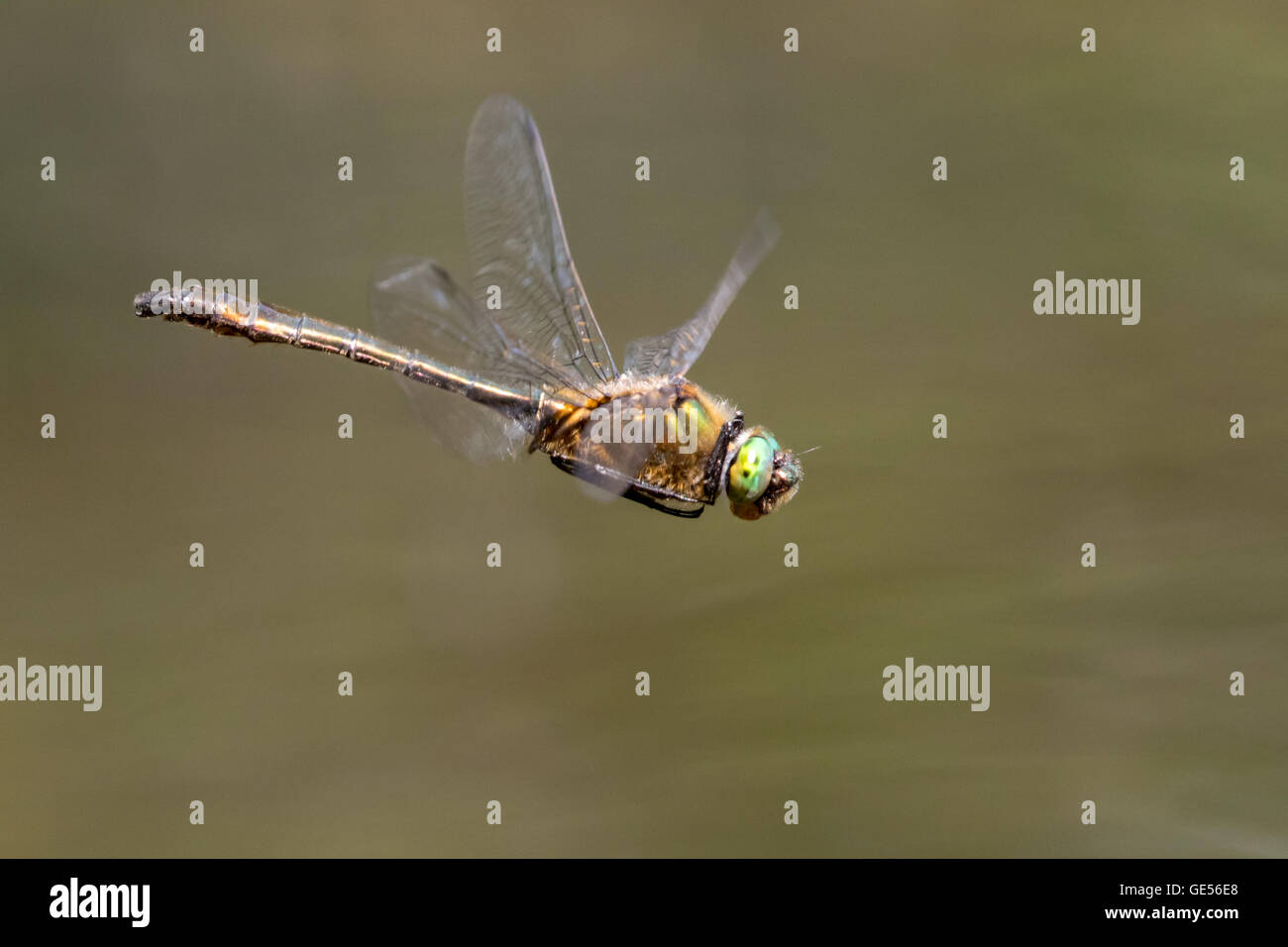 Un maschio hovering roverella (smeraldo Cordulia aenea) dragonfly a valle di riattivazione stagno, la Foresta di Epping Foto Stock