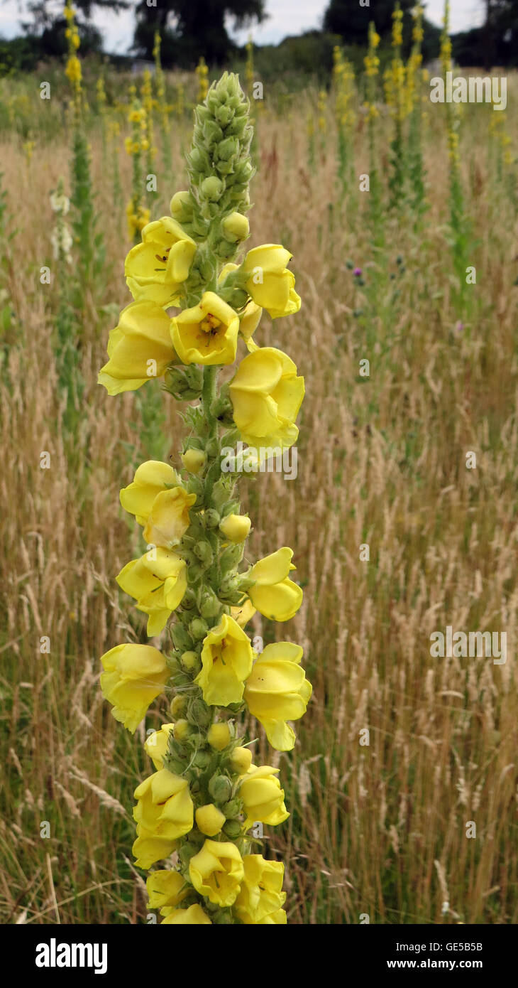 Saldare Reseda luteola (aka Dyer's Rocket) tipicamente disturbati terreno accidentato. Foto Tony Gale Foto Stock