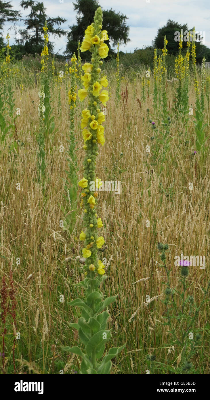 Saldare Reseda luteola (aka Dyer's Rocket) tipicamente disturbati terreno accidentato. Foto Tony Gale Foto Stock