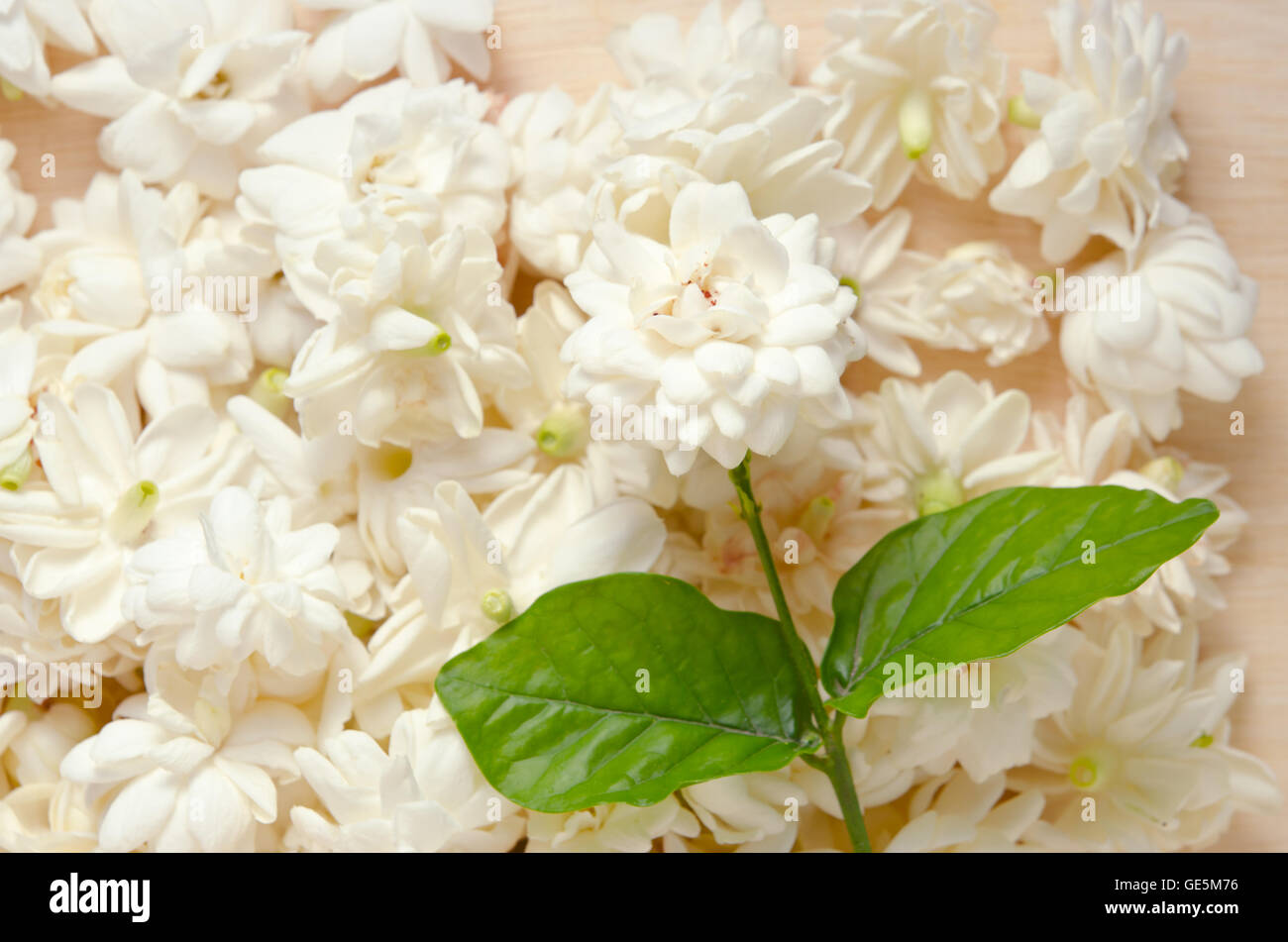 Gelsomino (Altri nomi sono Jasminum, Melati, Jessamine, Oleaceae | Piante ornamentali) fiori raggruppati su tavola di legno sfondo Foto Stock