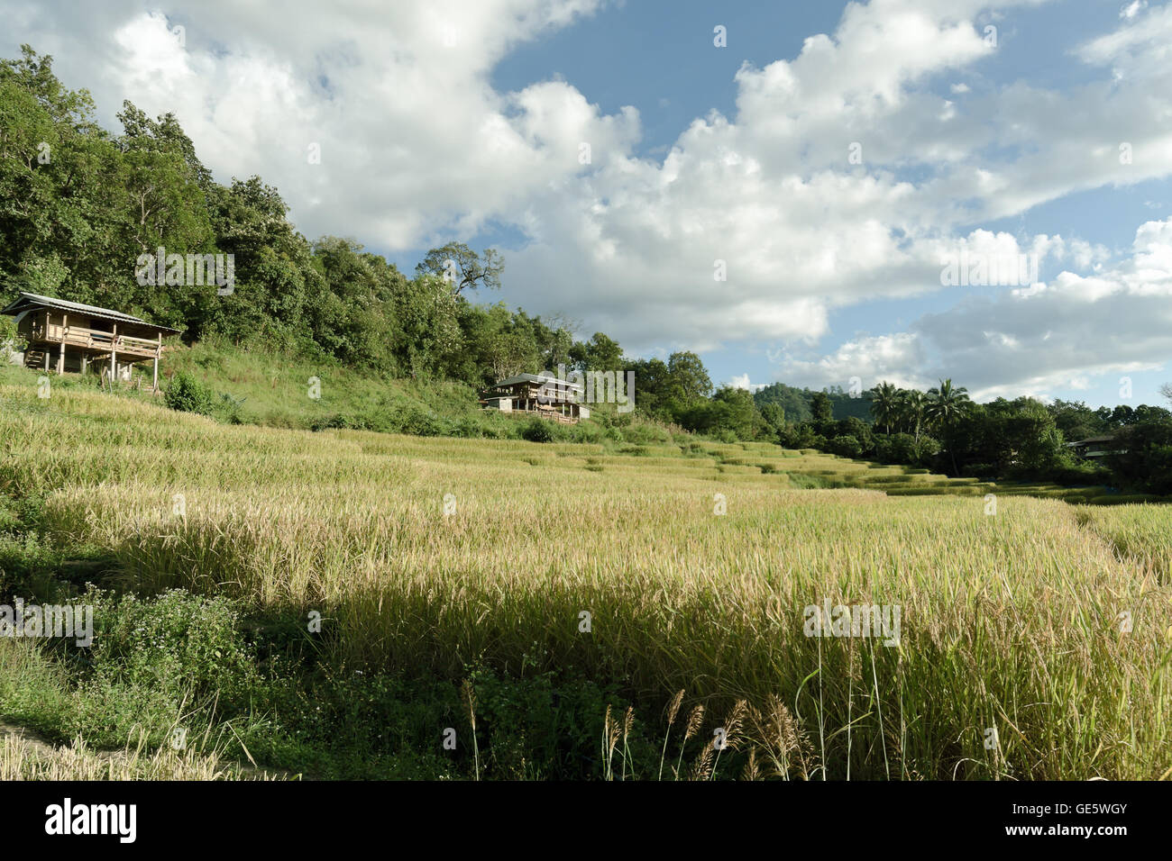 Vista della fattoria di riso e nuvoloso cielo blu da persone locali in montagna, la parte settentrionale della Thailandia Foto Stock