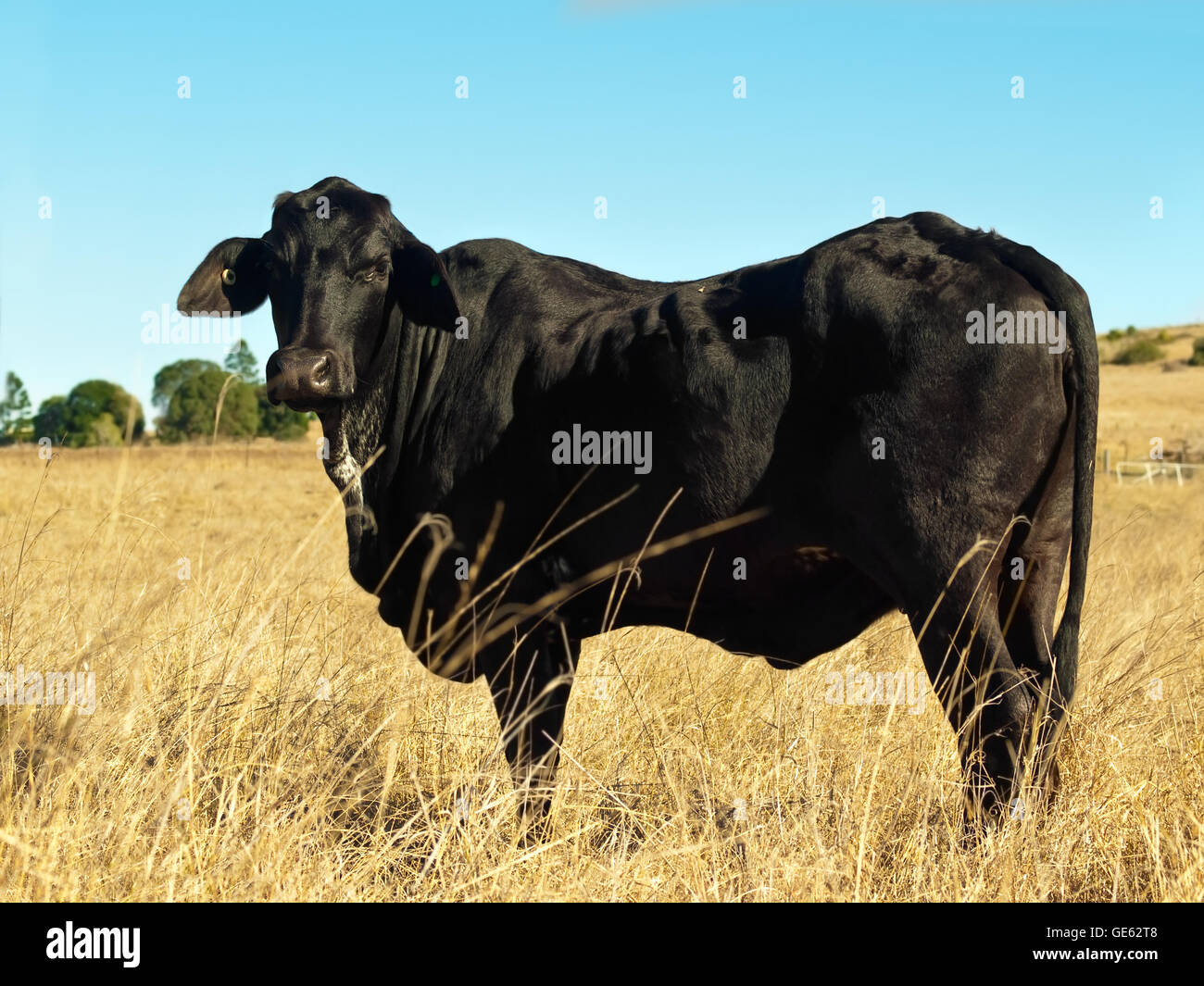 Vecchia mucca nera in dry australiano pascolo invernale Foto Stock