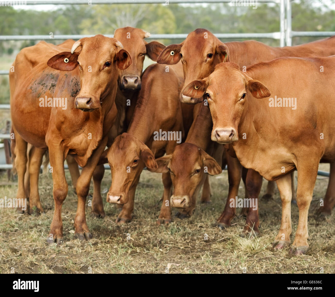 Agricoltura australia sei vacche marrone in corral Foto Stock