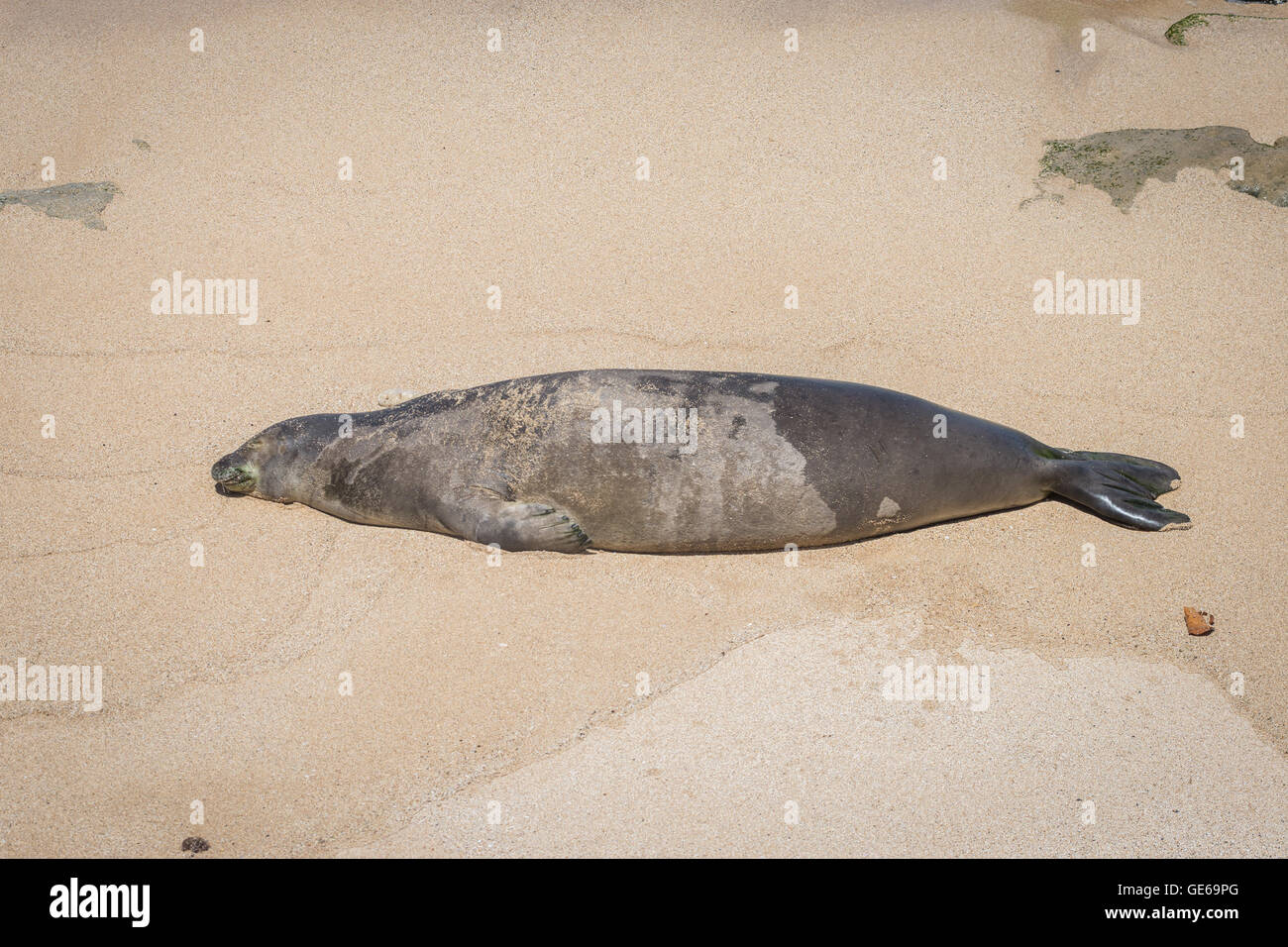 In via di estinzione sealion dormire sulla spiaggia Maui Foto Stock