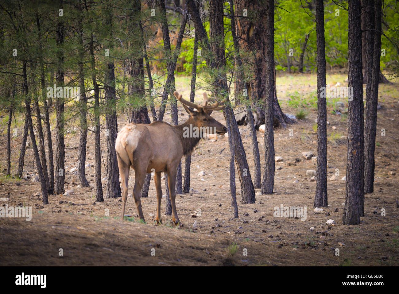 Culbianco deer buck passeggiate attraverso la foresta, Parco Nazionale del Grand Canyon Foto Stock