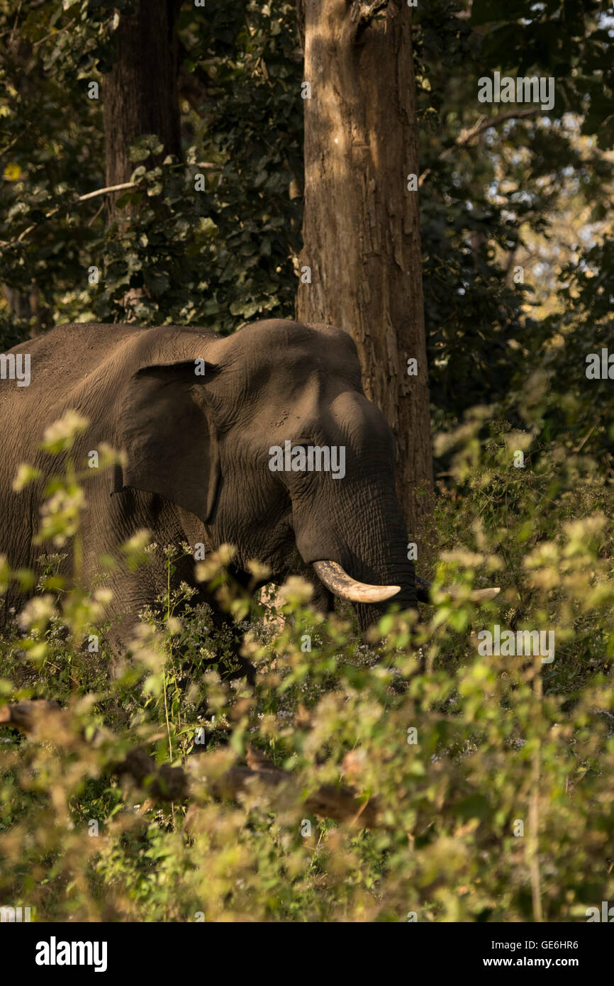 Un selvaggio tusker dalla riserva di Tholpetty, Wayanad, Kerala Foto Stock