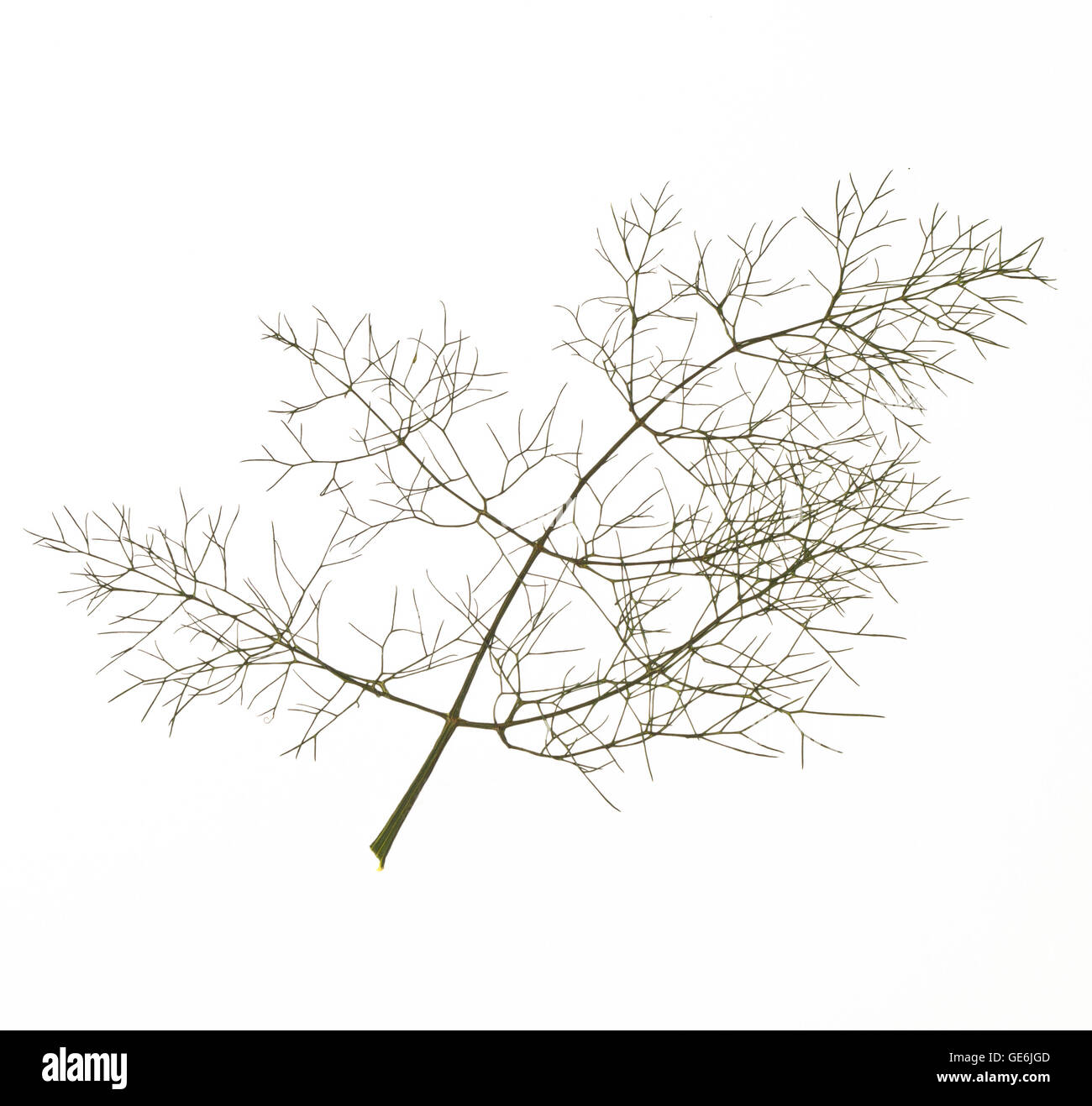 Twiglet da urban bush mostra piccolo foglie verdi uniti come rami (assomiglia a una struttura modellata dal vento, visto da un dis Foto Stock