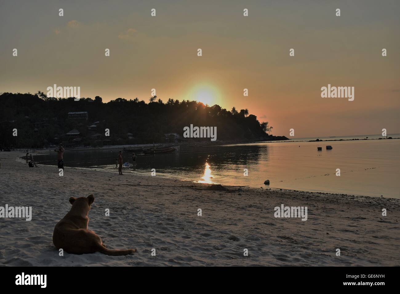 Cane godendo del tramonto Foto Stock