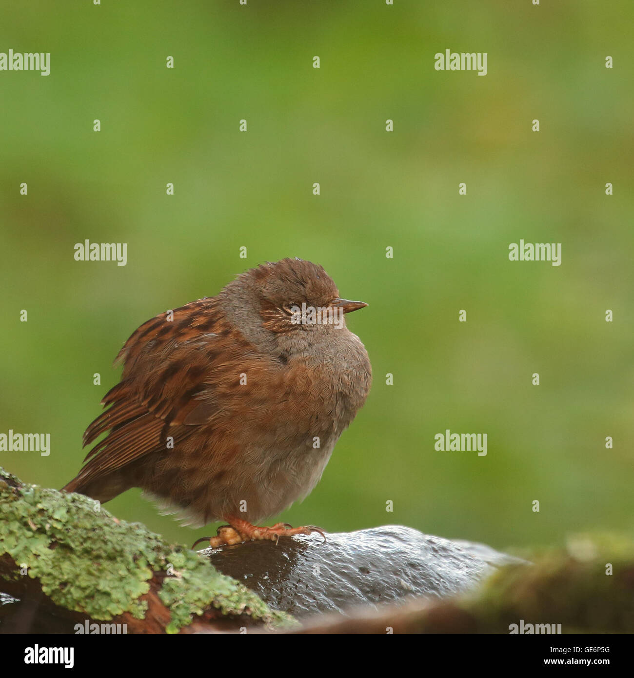 Dunnock, noto anche come Hedge Sparrow o Hedge Trillo arroccata su una roccia Foto Stock