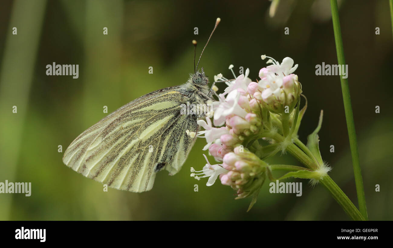 Una bella piccola farfalla bianco arroccato su un fiore bianco Foto Stock