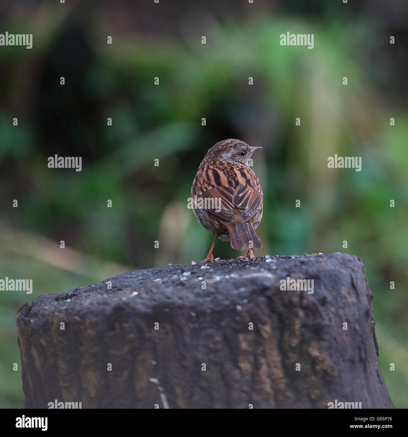 Dunnock, noto anche come Hedge Sparrow o Hedge Trillo appollaiato su un albero morto il moncone Foto Stock
