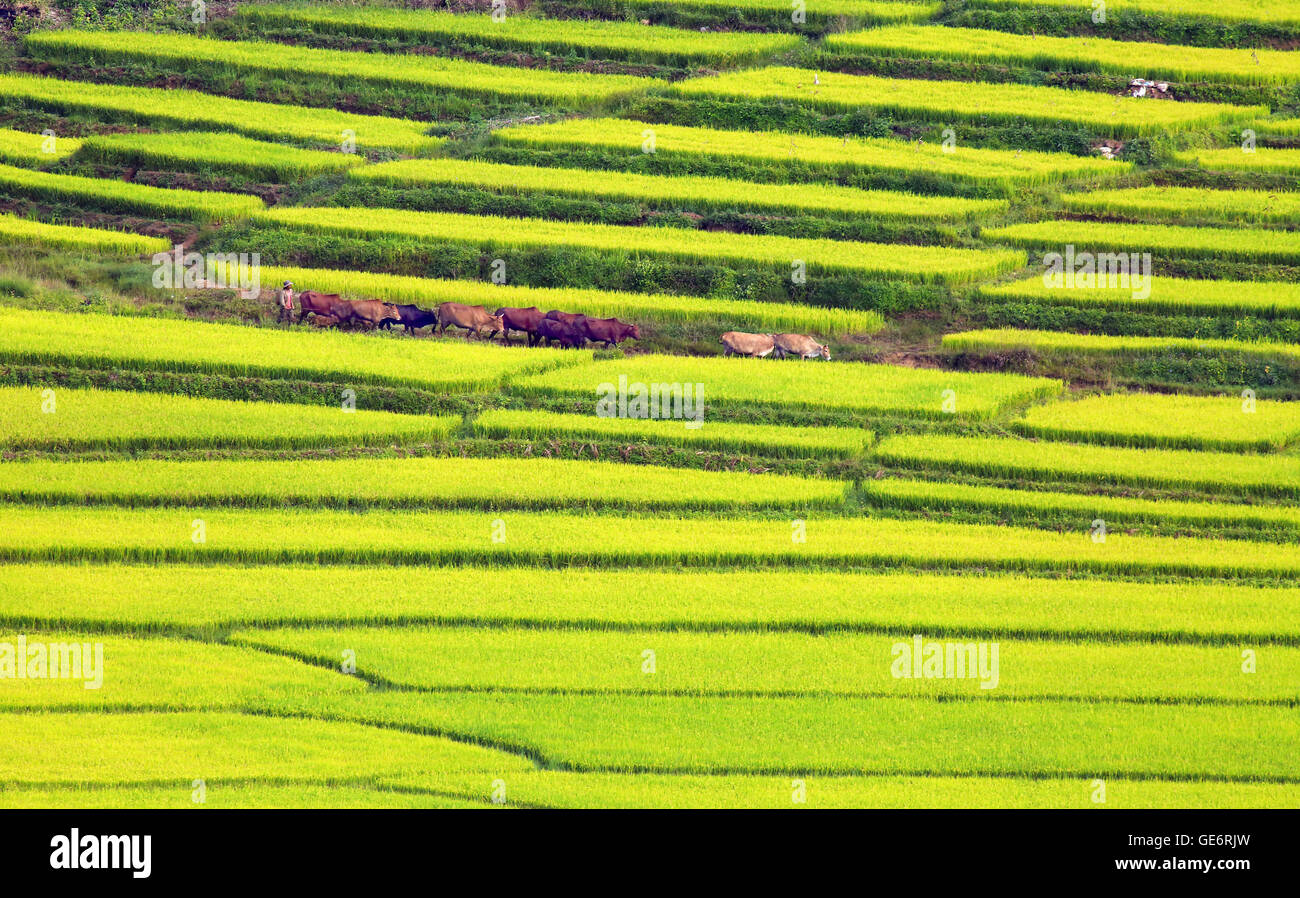 A schiera campo di riso Foto Stock