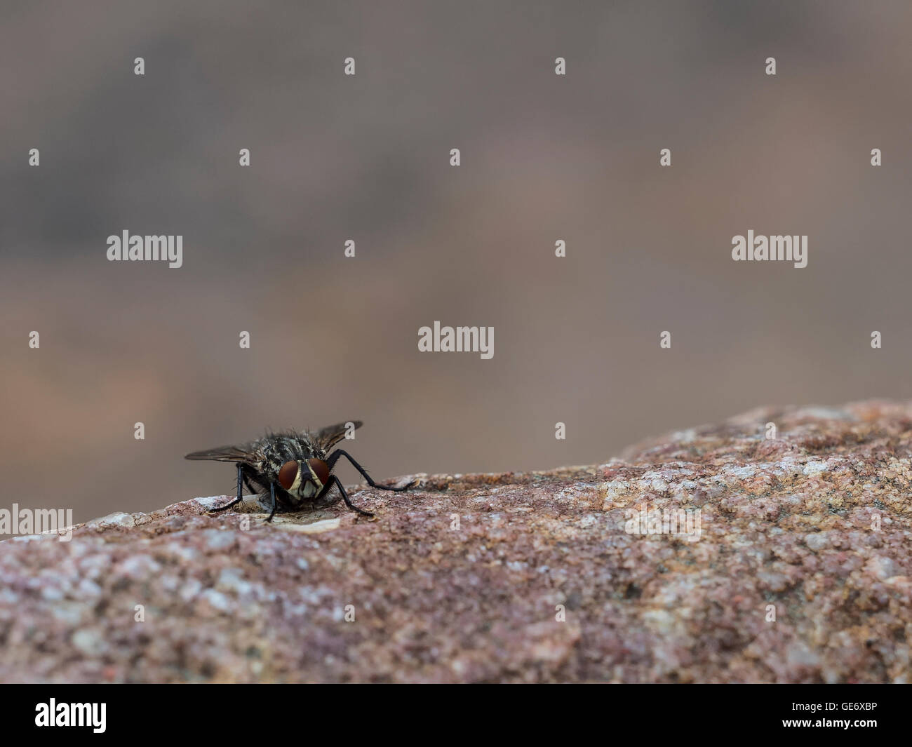 volare sulla roccia Foto Stock