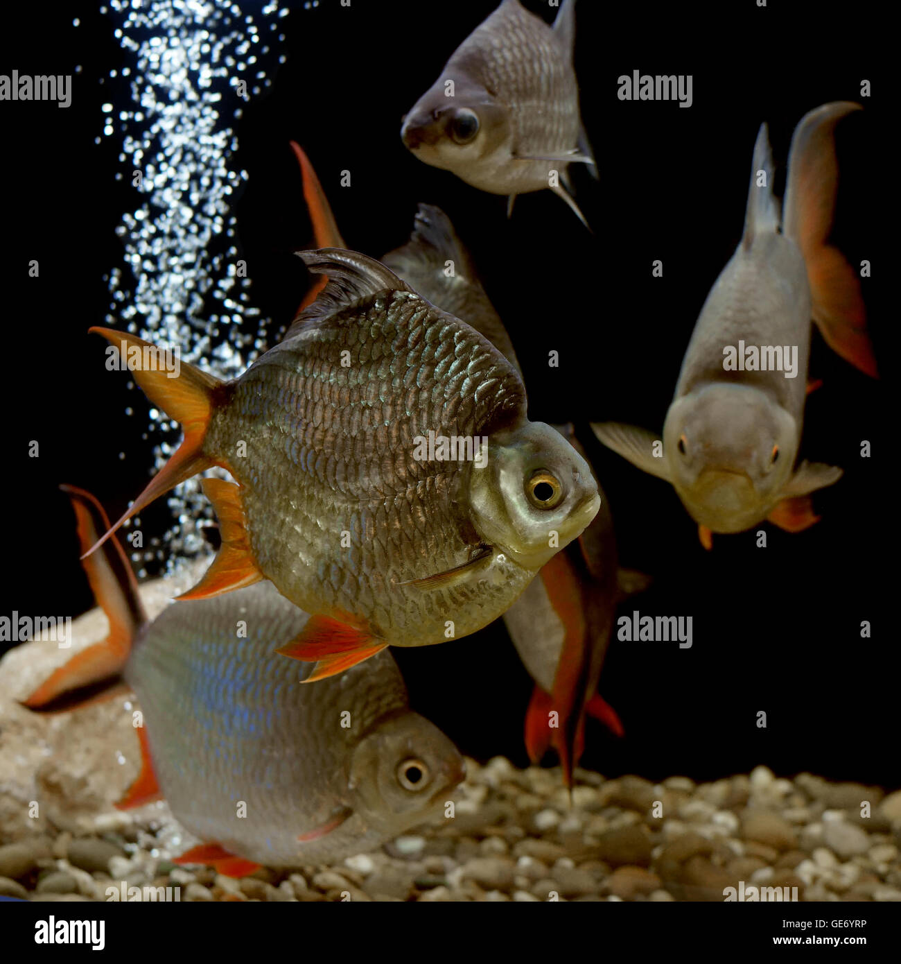 Pila di carpe di pesce in acquario Foto Stock