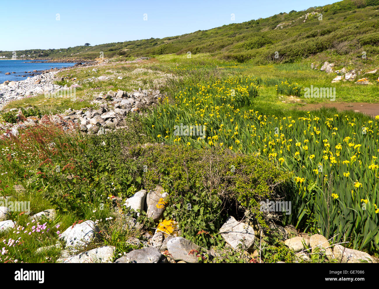 Coltivazione di fiori di campo vicino al punto di pianura, Coverack, penisola di Lizard, Cornwall, Regno Unito Foto Stock