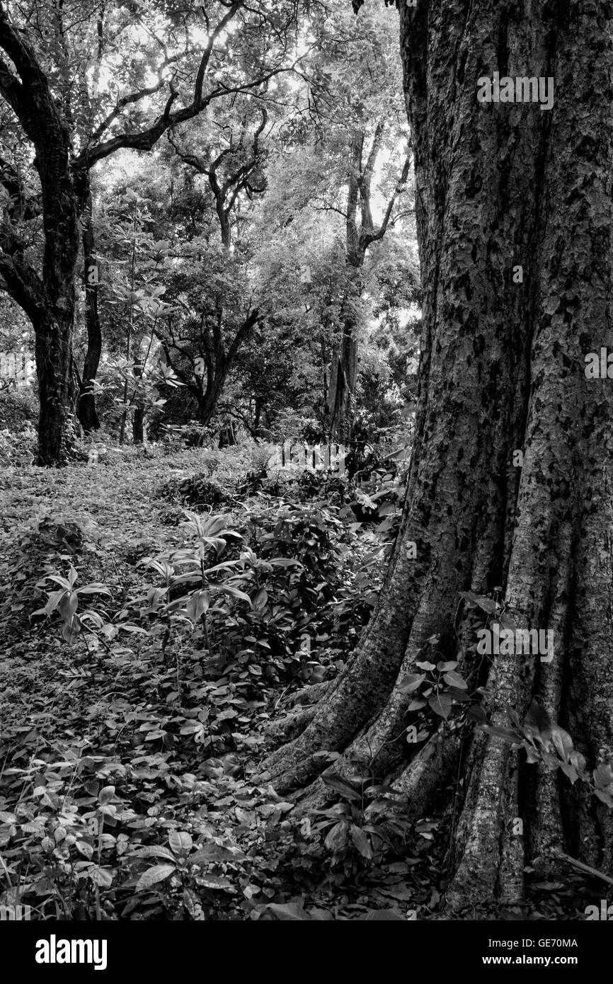 Tronco di albero in bianco e nero Foto Stock