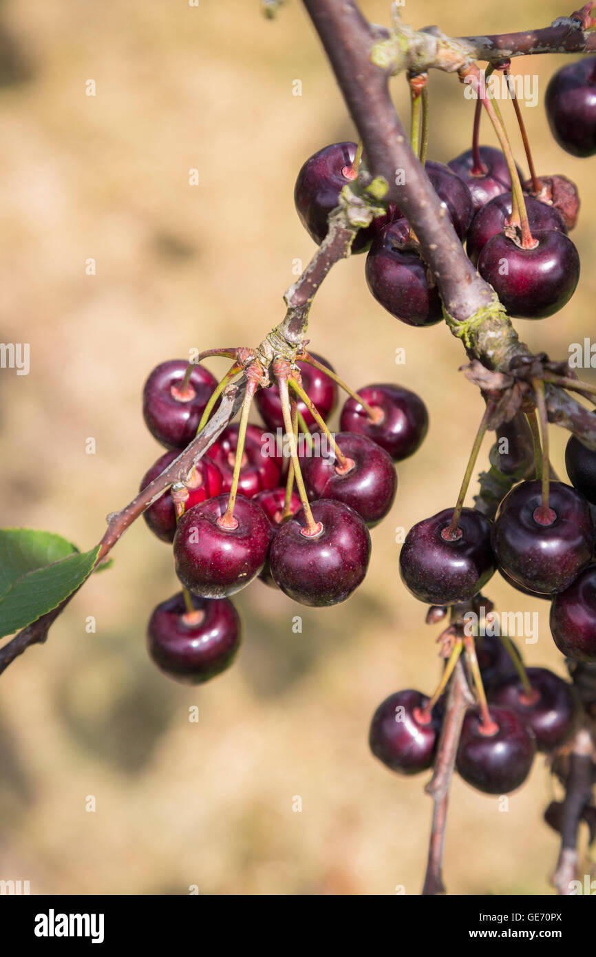 Mature ciliegie fresche che cresce sull'albero a Northiam sulla East Sussex / Kent frontiera in estate Foto Stock