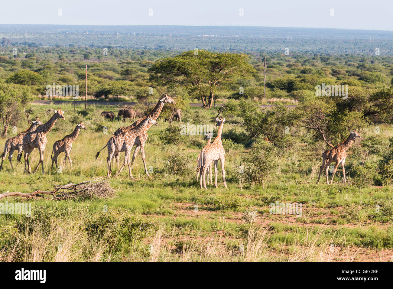 Le giraffe in Safari Africano Foto Stock