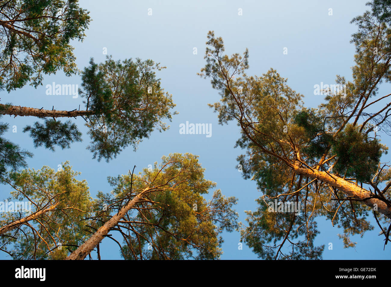 Alberi di pino della foresta Foto Stock