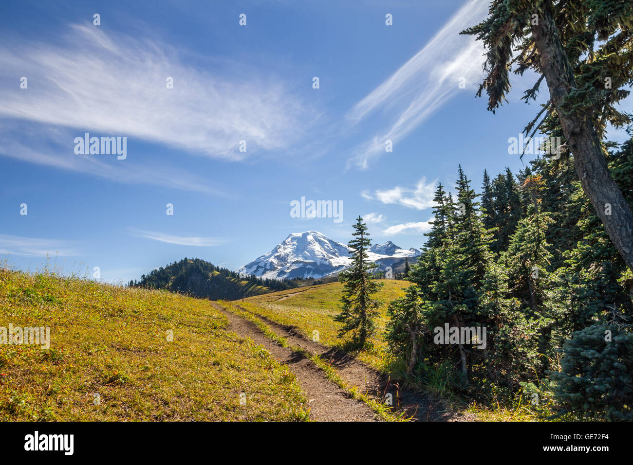 Emergente dal sentiero forestale su prati di Skyline dividere con le viste verso il picco ghiacciate di Mount Baker, WA Foto Stock