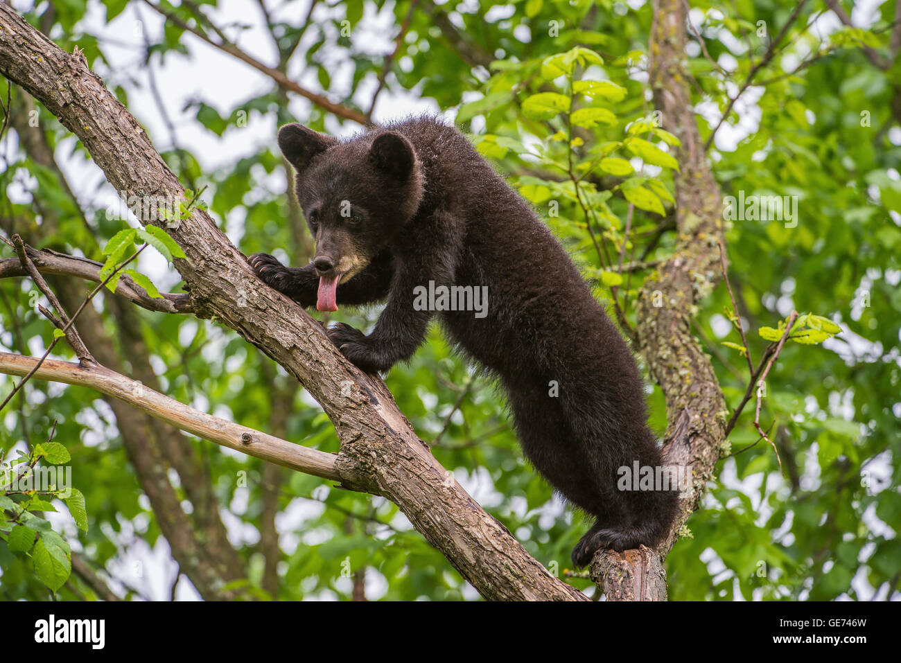 Black Bear Cub Urus americanus rampicante America del Nord, con la lingua penzoloni, ansimazione Foto Stock
