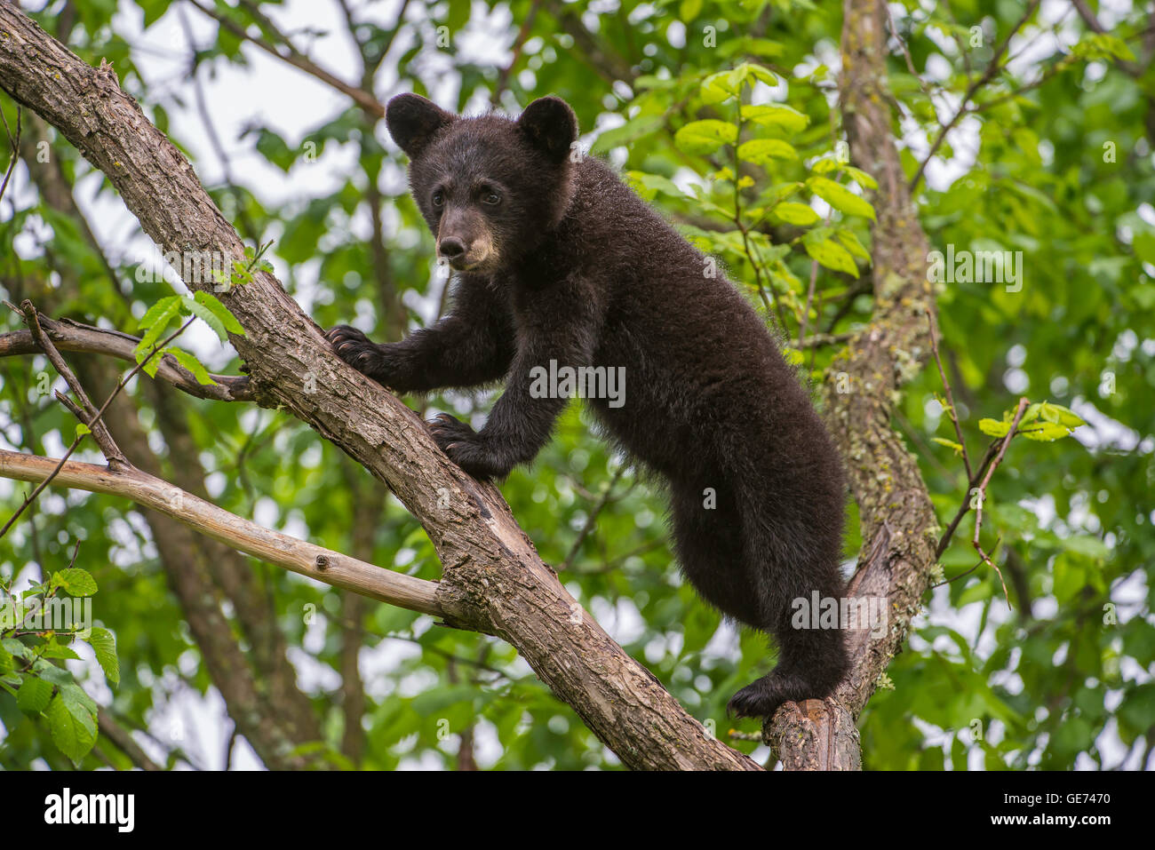 Black Bear Cub Urus americanus rampicante America del Nord Foto Stock