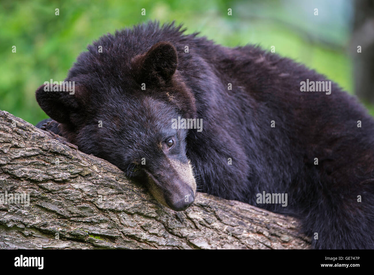 Black Bear yearling Urus americanus, appoggiato nella struttura ad albero, America del Nord Foto Stock