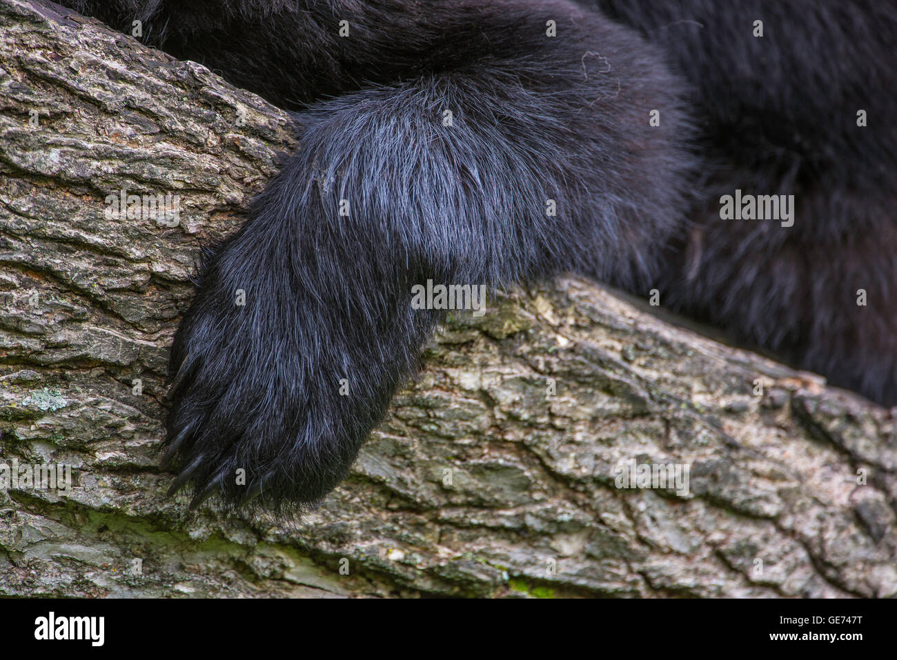 Black Bear adulto, vista ravvicinata della zampa e artigli, Urus americanus America del Nord Foto Stock