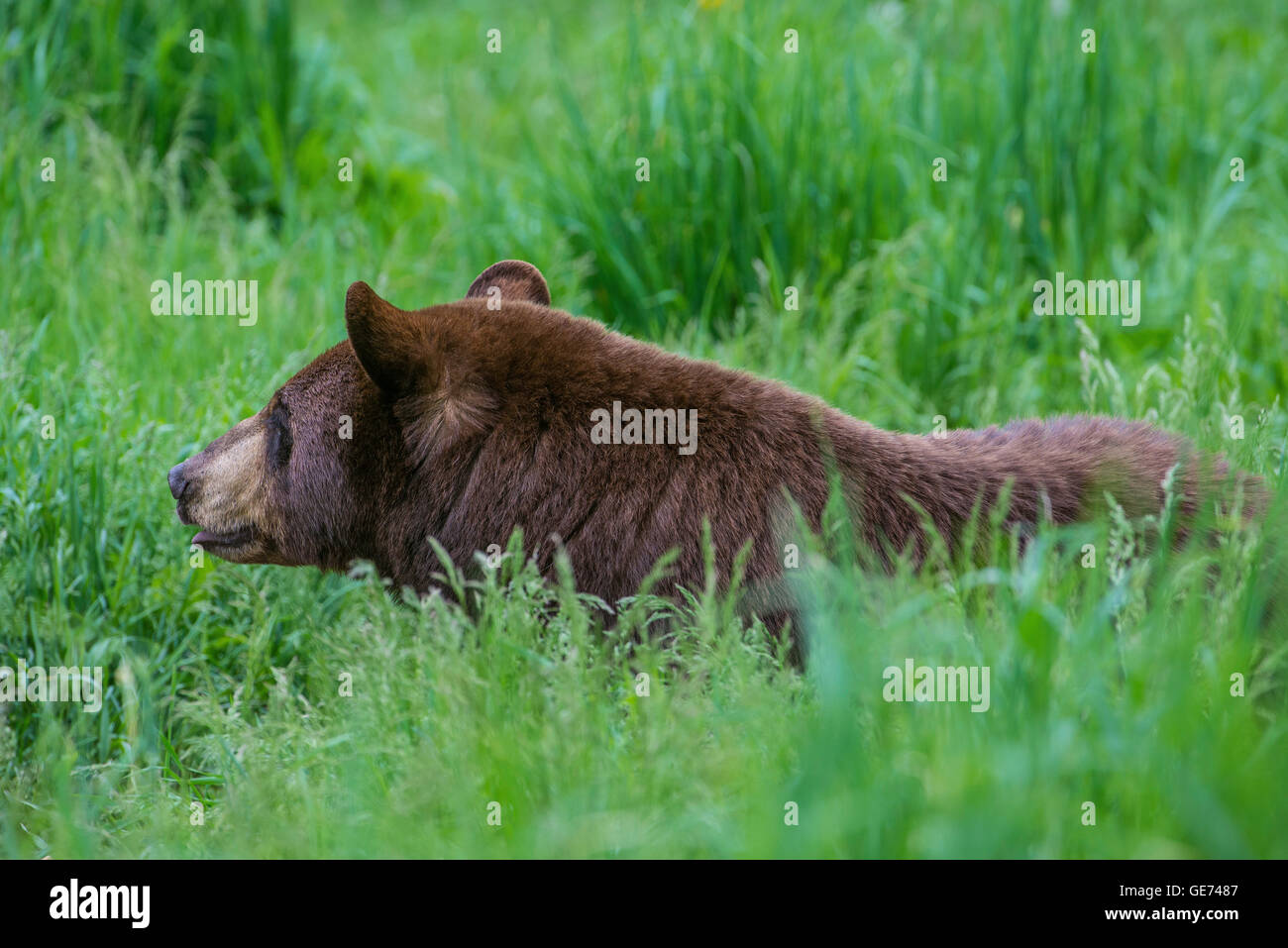 Black Bear adulto, fase di cannella, nel prato erboso, Urus americanus America del Nord Foto Stock