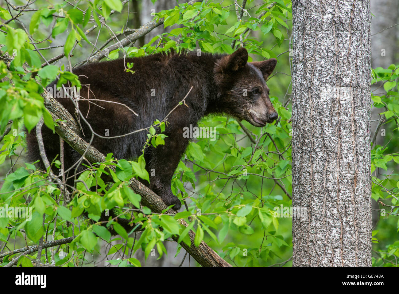 Black Bear yearling Urus americanus, appoggiato nella struttura ad albero, America del Nord Foto Stock