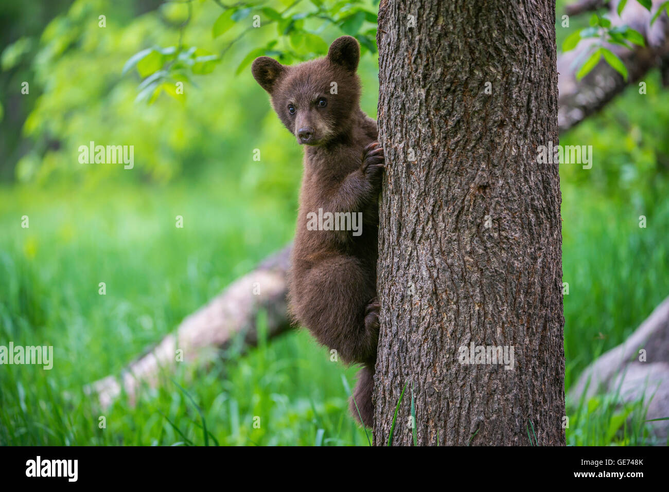 Black Bear Cub Urus americanus rampicante America del Nord Foto Stock
