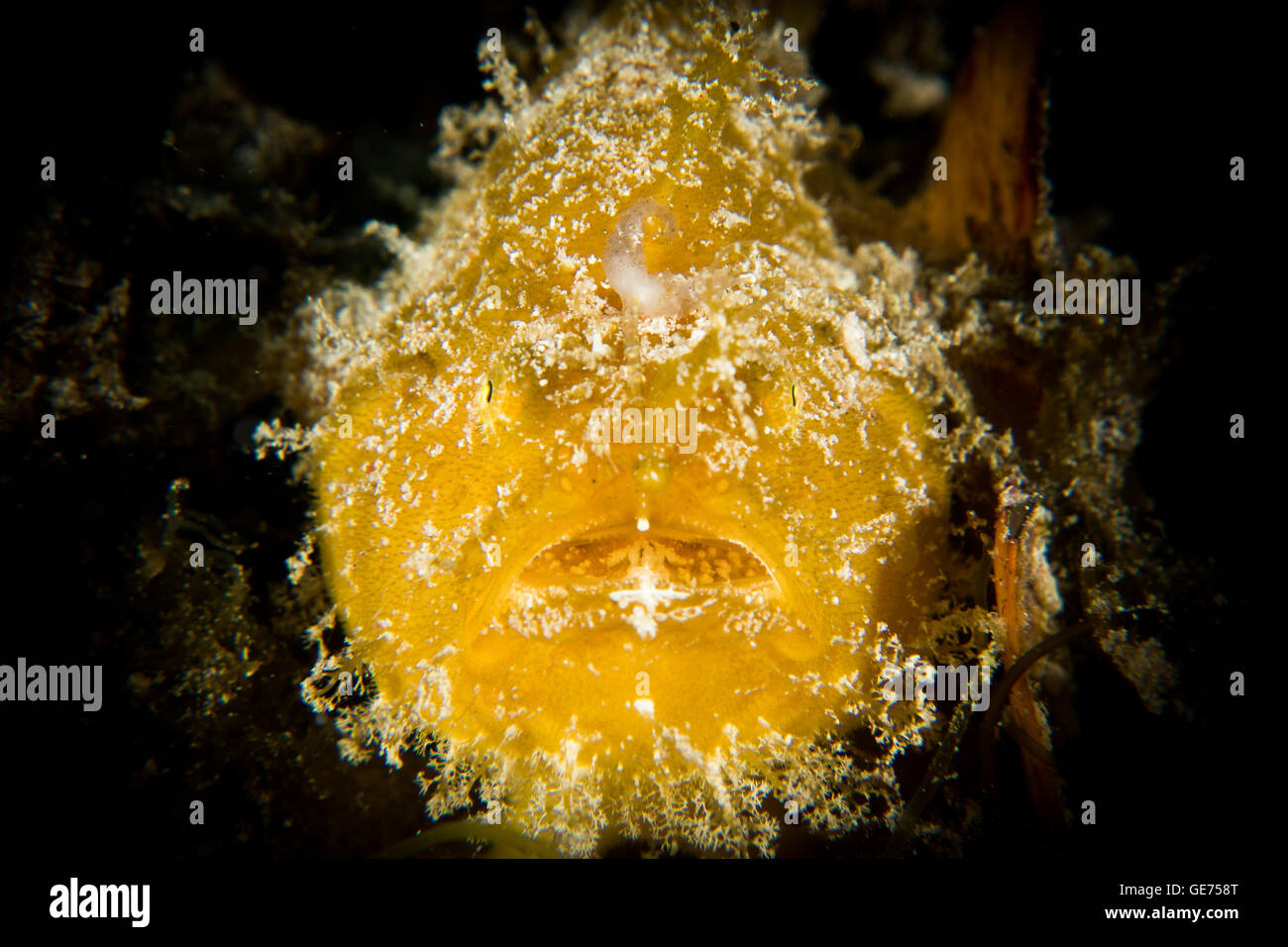 Un giallo Rana pescatrice pelose - Antennarius striatus - si nasconde tra le alghe in attesa di prede. Prese nel Parco Nazionale di Komodo Indonesia. Foto Stock